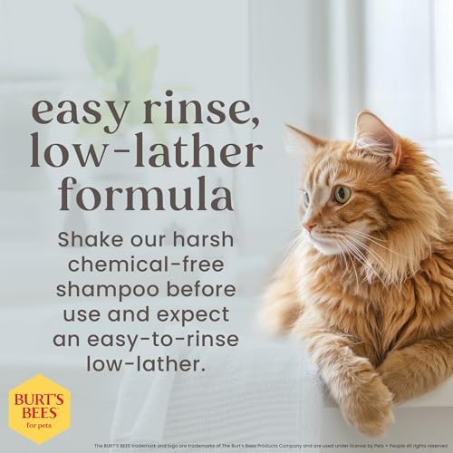 Cruelty-free and paraben-free kitten grooming shampoo bottle on a clean background
