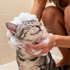Imported USA premium feline skincare wash by Xixisusu for itchy skin relief.