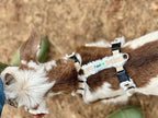 Soft fleece lining on the interior of the Asatre goat halter