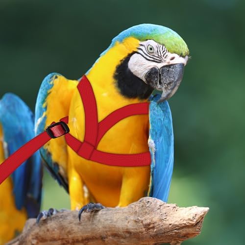 Premium pet bird accessories pack including two complete leash sets