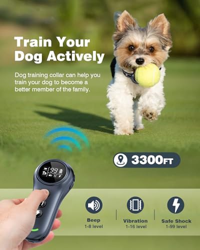Adjustable black training collar strap fitted on a medium sized dog during an outdoor walk.
