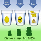 Demonstration of the twelve to twenty-four hour egg cracking and hatching process in a clear water glass