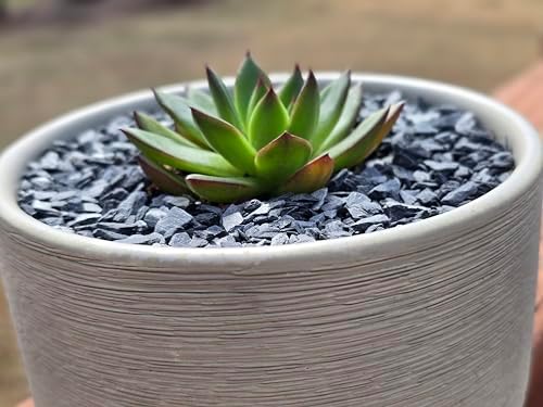 Black slate gravel as a decorative topper for a bonsai plant