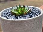 Black slate gravel as a decorative topper for a bonsai plant