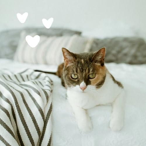 Earthbath gentle cat shampoo ready for grooming