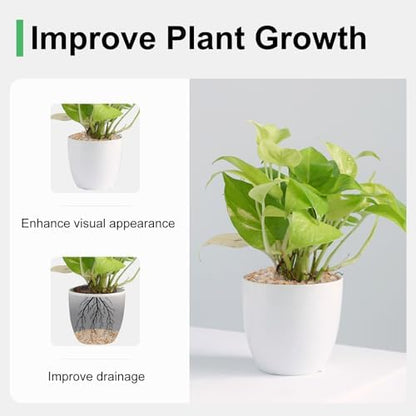 Rahato sand used as decorative top dressing for succulent