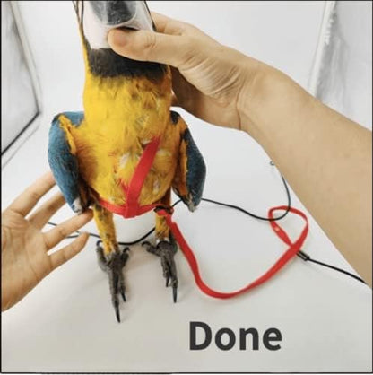 Barn Eleven bird harness and 2 meter leash kit