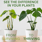Comparison of plant stem strength with and without supplement