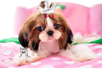 Pet Show colorful bone hairpins for pets lifestyle