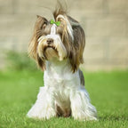 40 piece set of mini pet hair bows