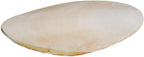 Natural 5-inch bird cuttlebone calcium supplement for cage birds