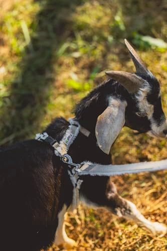 Secure fit demonstration of Asatre harness on farm animal