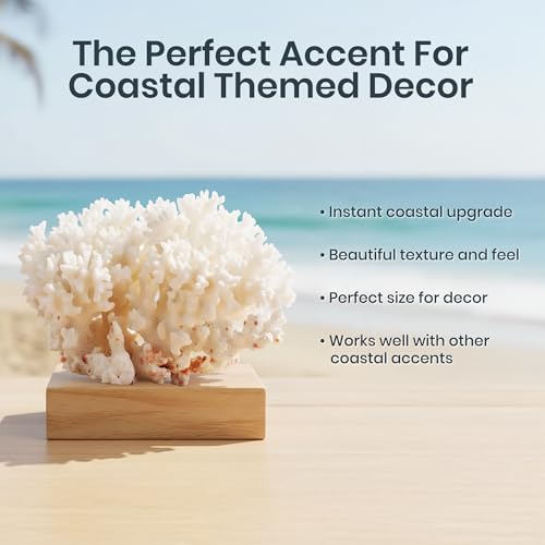 Premium four to five inch natural sea coral ornament placed inside a reef aquarium