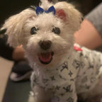 Small dog wearing decorative topknot bow
