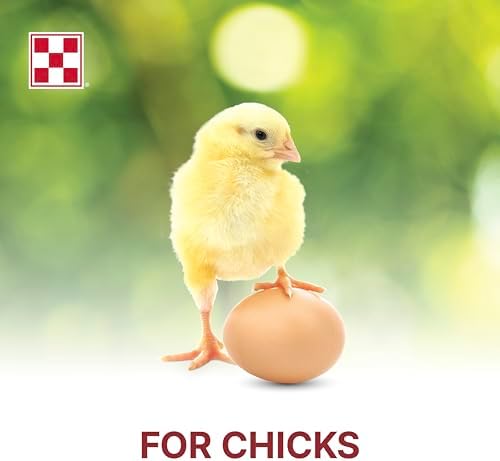 Healthy chicks eating Purina starter feed in a coop