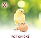 Healthy chicks eating Purina starter feed in a coop