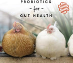 Manna Pro sixteen percent protein chicken food label