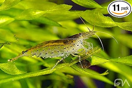 ShrimpRack 10 Amano Shrimp live freshwater aquarium algae cleaner front view.