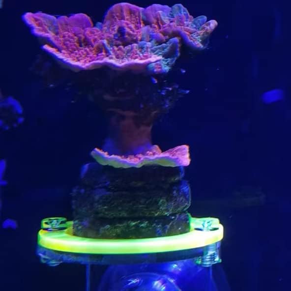 Kcrygogo coral reef display stand packed with four fluorescent single plug holders