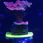Kcrygogo coral reef display stand packed with four fluorescent single plug holders