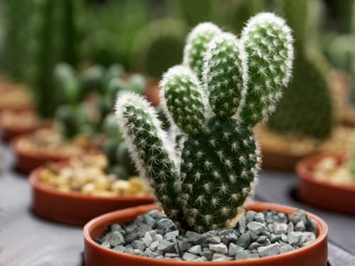 Decorative green zeolite stones styled as a creative vase filler