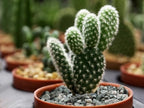 Decorative green zeolite stones styled as a creative vase filler