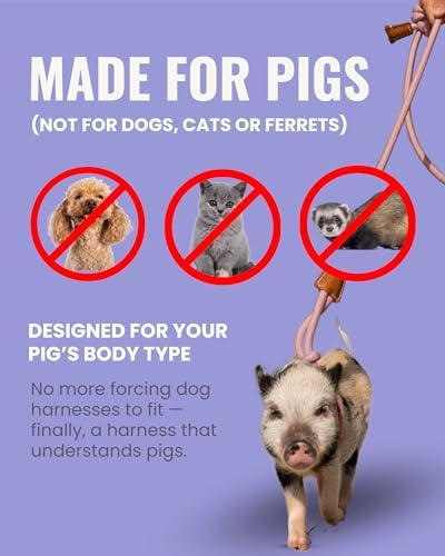Pet pig wearing eggshell blue Porcine harness outside