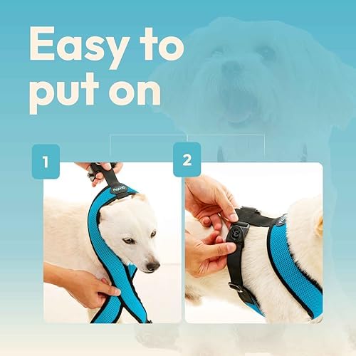 Gooby premium imported dog walking harness ocean blue color option lifestyle image