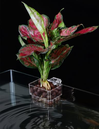 Roetelo imported clear aquarium plant holder twin pack used for breeding tank decoration