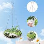Lizard using hanging swing as a climbing toy