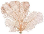 Nautical Crush Trading real ocean sea fan coral for tropical home decor display