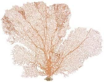 Nautical Crush Trading real ocean sea fan coral for tropical home decor display