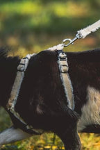 Full set of Asatre adjustable goat and sheep training gear