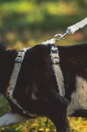 Full set of Asatre adjustable goat and sheep training gear
