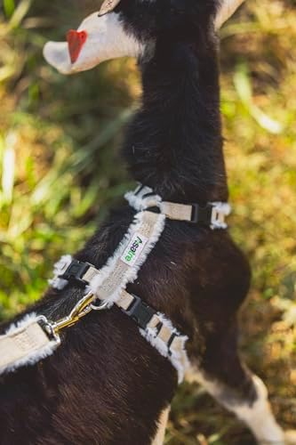 Side profile of Asatre livestock harness on a goat