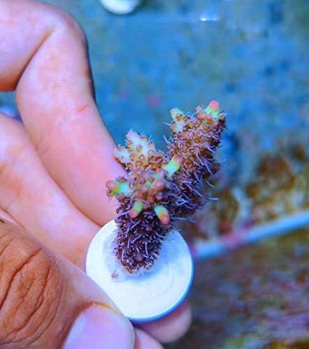 Aquarium Choice reef safe ceramic coral mounting plugs