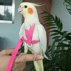 Vanfavori parrot harness featuring anti-chew metal chain