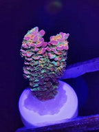 Aquarium Choice reef safe coral mounting plugs