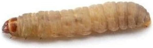 DubiaRoaches Live Waxworms front view premium high protein reptile treats