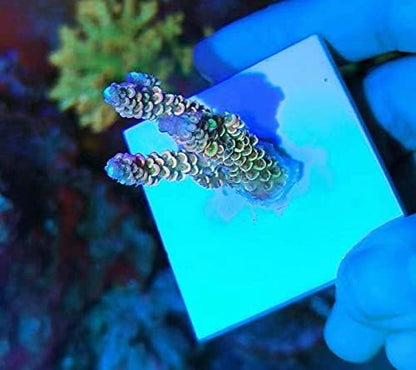 Aquarium Choice premium ceramic coral base plates demonstrating the ideal size for propagating stony corals.