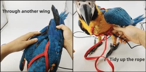 Black bird flight training harness layout and buckle closure