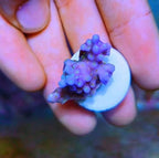 Aquarium Choice 30 count ceramic frag plugs layout