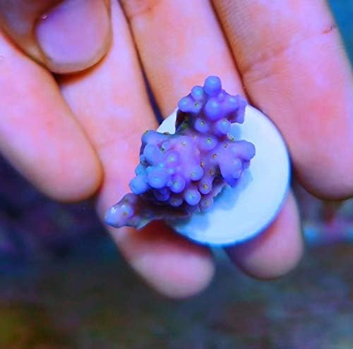 Aquarium Choice 30 count ceramic frag plugs layout