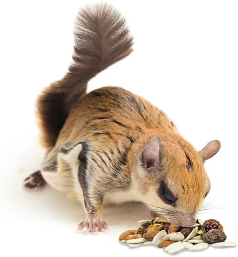 Exotic Nutrition Squirrel Complete daily diet bowl serving suggestion