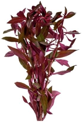 CantonAquatics live stem plant demonstrating vibrant red aquascaping foliage