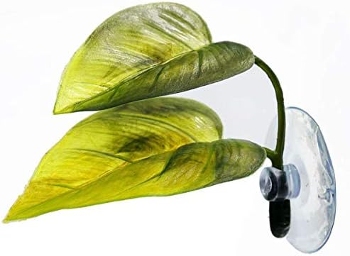 Haulonda betta fish leaf pad attached to aquarium glass with suction cup