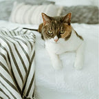 Earthbath sensitive skin cat shampoo texture preview