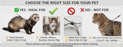 Small pet walking gear kit laid flat showcasing both distinct colored braided nylon harnesses.