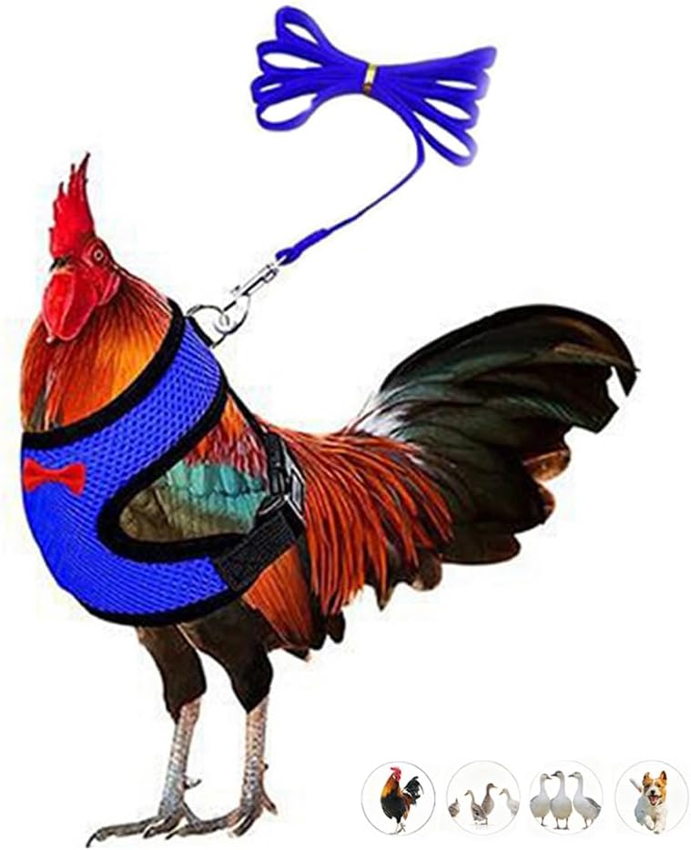 WeimoMonkey Chicken Harness and Leash Set front view of blue adjustable mesh vest for poultry training.