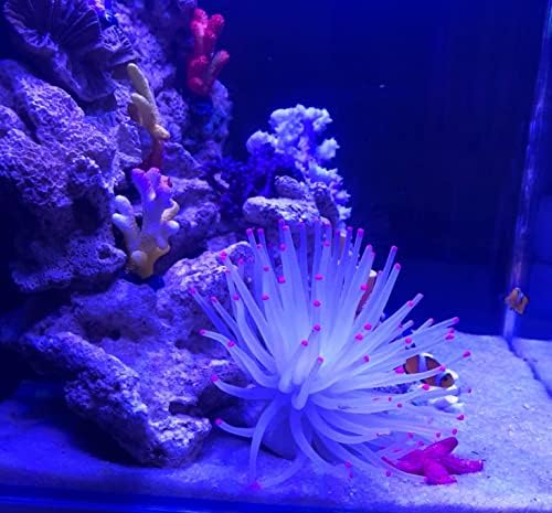 Non toxic white silicone anemone for fresh and saltwater tanks